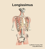 The longissimus muscle of the back - orientation 12