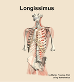 The longissimus muscle of the back - orientation 14