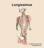 The longissimus muscle of the back - orientation 15