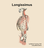 The longissimus muscle of the back - orientation 16