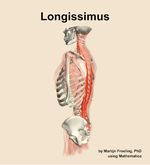 The longissimus muscle of the back - orientation 2