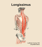 The longissimus muscle of the back - orientation 3