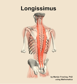 The longissimus muscle of the back - orientation 4