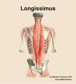 The longissimus muscle of the back - orientation 5