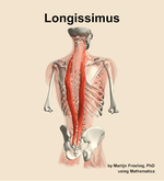 The longissimus muscle of the back - orientation 6