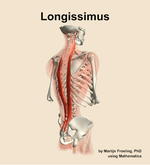 The longissimus muscle of the back - orientation 7