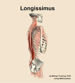 The longissimus muscle of the back - orientation 8