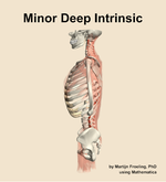 The minor deep intrinsic muscle of the back - orientation 1