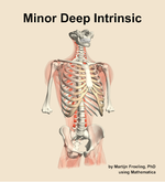 The minor deep intrinsic muscle of the back - orientation 12