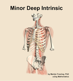 The minor deep intrinsic muscle of the back - orientation 14