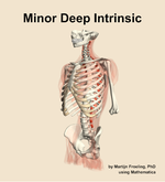 The minor deep intrinsic muscle of the back - orientation 15