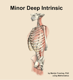 The minor deep intrinsic muscle of the back - orientation 16