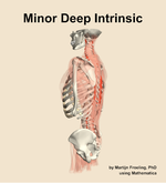 The minor deep intrinsic muscle of the back - orientation 2