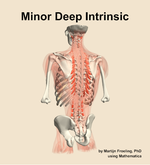 The minor deep intrinsic muscle of the back - orientation 4