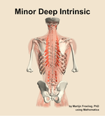 The minor deep intrinsic muscle of the back - orientation 5