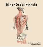 The minor deep intrinsic muscle of the back - orientation 7