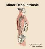 The minor deep intrinsic muscle of the back - orientation 8