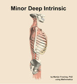 The minor deep intrinsic muscle of the back - orientation 9