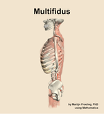 The multifidus muscle of the back - orientation 1