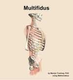 The multifidus muscle of the back - orientation 10