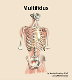 The multifidus muscle of the back - orientation 12