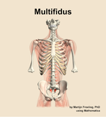 The multifidus muscle of the back - orientation 13