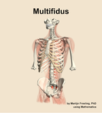 The multifidus muscle of the back - orientation 14