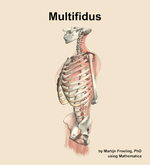 The multifidus muscle of the back - orientation 16