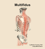 The multifidus muscle of the back - orientation 3