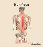 The multifidus muscle of the back - orientation 4