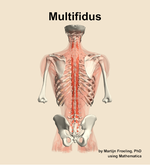 The multifidus muscle of the back - orientation 5