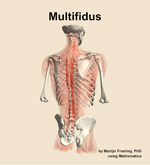 The multifidus muscle of the back - orientation 6