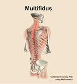 The multifidus muscle of the back - orientation 7