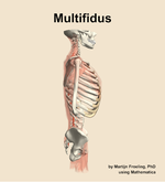 The multifidus muscle of the back - orientation 9