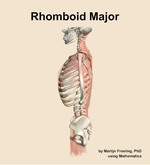The rhomboid major muscle of the back - orientation 1