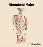 The rhomboid major muscle of the back - orientation 11