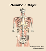 The rhomboid major muscle of the back - orientation 13