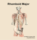 The rhomboid major muscle of the back - orientation 14