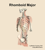 The rhomboid major muscle of the back - orientation 15
