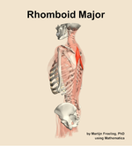 The rhomboid major muscle of the back - orientation 2