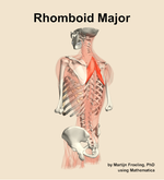 The rhomboid major muscle of the back - orientation 3