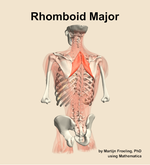 The rhomboid major muscle of the back - orientation 4