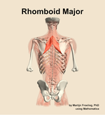 The rhomboid major muscle of the back - orientation 5
