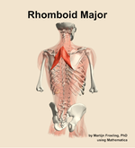 The rhomboid major muscle of the back - orientation 6
