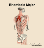 The rhomboid major muscle of the back - orientation 7