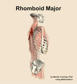 The rhomboid major muscle of the back - orientation 8