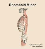 The rhomboid minor muscle of the back - orientation 1