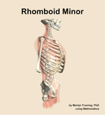 The rhomboid minor muscle of the back - orientation 10
