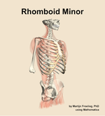 The rhomboid minor muscle of the back - orientation 11