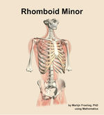 The rhomboid minor muscle of the back - orientation 12